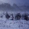 吹雪く雪原