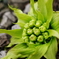 蕗の薹