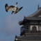 天守閣とミサゴ