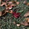 紅葉