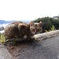 ねこ