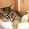 ねこ