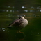 公園探鳥