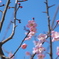 春の匂い