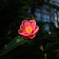 京都府立植物園