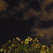 夜桜とオリオン座