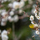 次はどの花へ