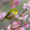春節の一厘(4)