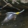 飛ぶ鳥は難しいです。