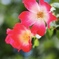 冬の間ずっと咲いてる花