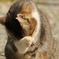 猫が顔を洗う