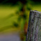 tar2009020807