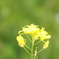 遠賀川の菜の花