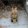 小倉城のねこ