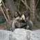 小倉城のねこ