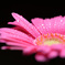 Gerbera