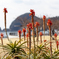 アロエの花