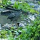 ササゴイ、魚GET1