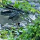 ササゴイ、魚GET2