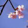 河津桜　３