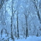 雪の樹林帯＠恐羅漢山