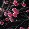 紅梅系品種『鴛鴦』