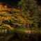 紅葉と月下を楽しむ池の鯉