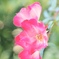 赤い花を淡く撮ってみました