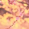 梅の花