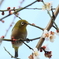 春呼鳴 