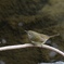 冬のウグイスは鳴かない