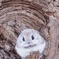 モモちん