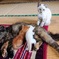 野良猫実家に住み着く