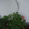 花壇
