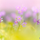 Little Spring