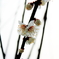 ume