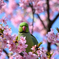 河津桜とインコ#5
