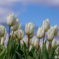 （ice tulip)