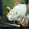 キャンプねこ