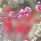 萌える花