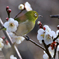 春はもうすぐ