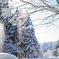 Snow Shower*