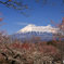 “ 富士山の日 ”に