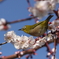 大阪城公園にて