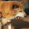 愛犬のあくび