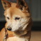 愛犬の真面目顔