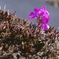 一輪の花‼︎