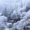 わ鐵沿線冬景色