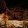 昼寝猫