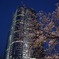 roppongi art night 2010 / hills & cherry